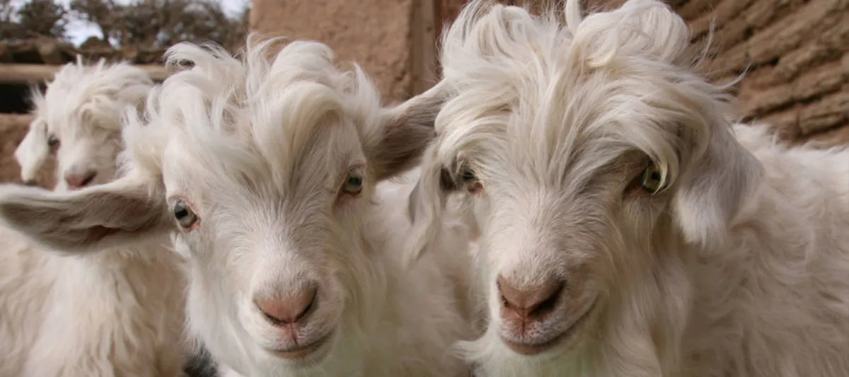 The charm of Cashmere